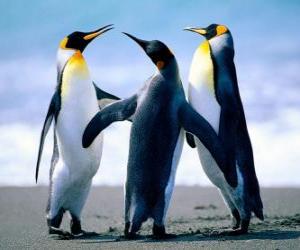 пазл Три красивых пингвины